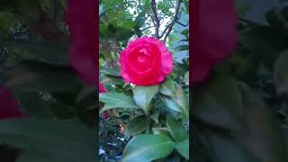 Beautiful Red flower like rose