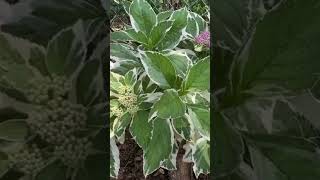 Mariesii Variegated Lacecap Hydrangea #gardening #hydrangeas