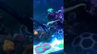 Feeding our reef tank!!! OUR SEAHORSE PAIR