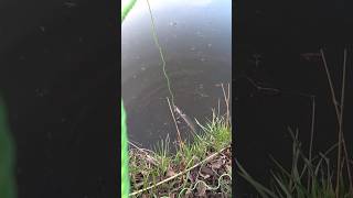 Рыбацкое счастье #рыбалка #fishing #щука #shorts