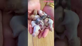 Chuột Hamster Gấu chăm con siêu tốt | Đố bạn có bao nhiêu bé hamster baby #shorts