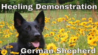 Heeling Demonstration with German Shepherd