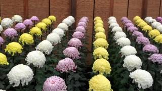 Chrysanthemum Display in Tokyo