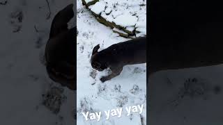 Snow day for dog