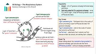 The Respiratory System [IB Biology SL/HL]