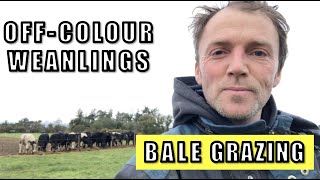 Off-colour weanlings || Bale grazing