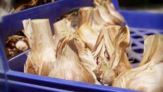 Planting an Insectary, Harvesting Potatoes & Storing Garlic