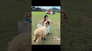 A day with animals #estheryu #虞书欣 #yushuxin #foryou