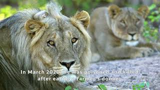 World Lion Day - The Namibian Lion Trust