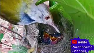 Burung Ciblek Dan Prenjak