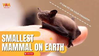 Adorable! Meet the smallest Mammal on earth! | The Bumblebee Bat