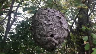 Large Wasp or Hornet? Nest in Tree