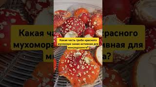 Какая часть гриба красного мухомора самая активная для микродозинга? #мухоморныймикродозинг