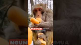 Monyet rakus, makanan di makan sendirian #shorts #monkey