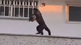 Macaco-prego é flagrado "roubando" bolo em apartamento no Rio de Janeiro.