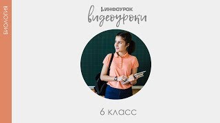 Мхи | Биология 6 класс #15 | Инфоурок