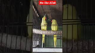 #yellowringneck #feeding #beautifullbirds #love #viralvideo #viralshort #parrot