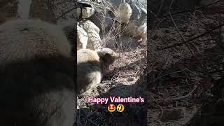 Happy Valentine's day 🤣🤩🐈😺🥳#shorts