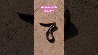 ఈ పాము పేరు తెలుసా #snakes