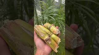 Do you like sugarcane? #sugarcane