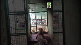 Confined.. #Panther vs humans #rescue#forest#wildlife#sorts#videos #karnataka#video #leopard