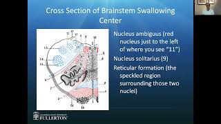 COMD 543 Neurology of Swallowing