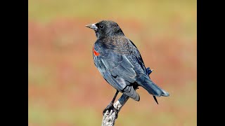 RED-WINGED BLACKBIRD