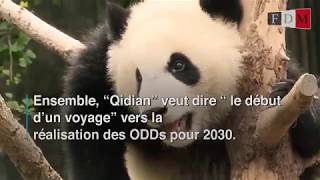 Pandas Ambassadeurs du PNUD pour les ODDs - 10 minutes pour l'ONU #68