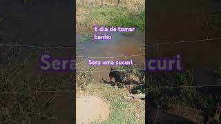 Cachorro que gosta de tomar banho #Cachorro #dog#banho