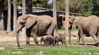 AFRICAN ELEPHANT MOMS & CALVES 🐘🐘