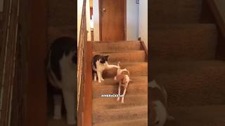 Funny Cat And Dog Voice Overs 😂