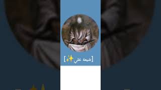 قناة أحلا صديقة اشتركوا بيها القناة حلوة عن شيعة علي✨ بأول تعليق https://t.me/relmhr قناتهة تجنن🦋🥀