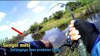 !! SAMBARAN MEMATIKAN || CASTING IKAN GABUS BESAR DI SUNGAI MATI DI AIR MERAH