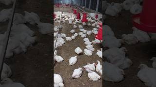 #poultry #poultryfarming #farming #agriculture #trending #trendingshorts #shorts