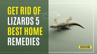 Get Rid of Lizards 5 Best Home Remedies