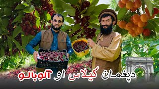 ًPaghman Cherry -  د پغمان گیلاس او الوبالو