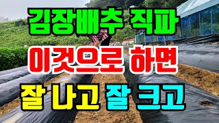 김장배추 심는시기 직파할때 이렇게만하면 잘 나고 잘 커요