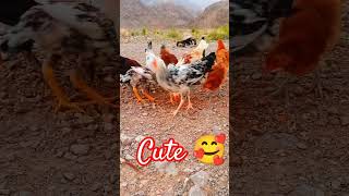 Chicken,Rooster,Partridge,Duck, Gooses,Guinea fowl #chicken #funny #birds #youtubeshort #cute