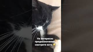 КОТ НЕ ЗНАЮ ЧЕЙ🤷‍♀️🤣