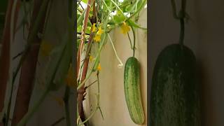 Our Kitchen Garden || Cucumber || kheera || Sosha gach