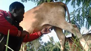 shaw & hobbs Milking