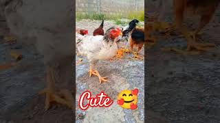 Chicken,Rooster,Partridge,Duck, Gooses,Guinea fowl #chicken #funny #cute #youtubeshort