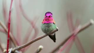 Hummingbird incredibly changes color🐦🌈