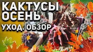 Кактусы. Осень. Уход за кактусами Осенью. Обзор.