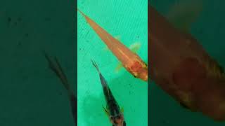 Stunning Kujaku Japanese Koi fry !