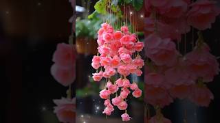 Gorgeous Wallpapers Of Flowers 🌸🌷 @Nature Beautiful Wallpapers #shorts #youtube