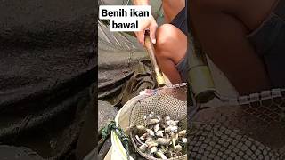 PENGAMBILAN BENIH IKAN DARI KOLAM || BUDIDAYA IKAN DI KOLAM