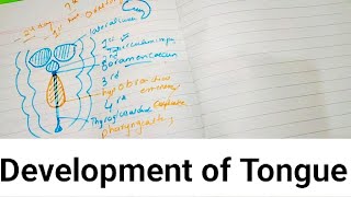 Development of Tongue #Developmentoftongue