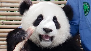 We Hugged Pandas in Chengdu, China!