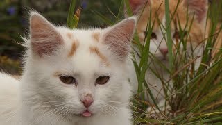 Panasonic Lumix FZ2000 / FZ2500 / FZH1 / Cats / Katzen / Video Sample / 4K